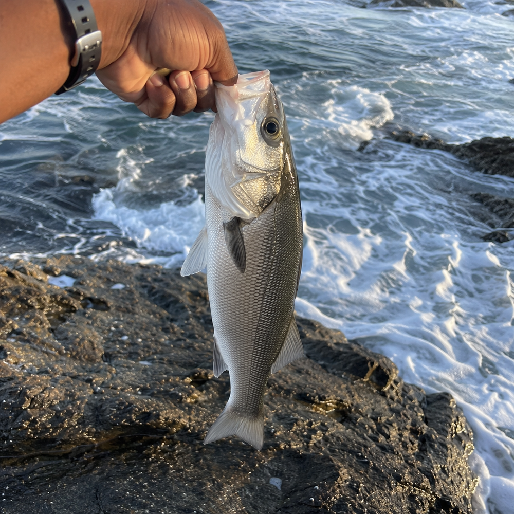 Le Black Minnow du kit